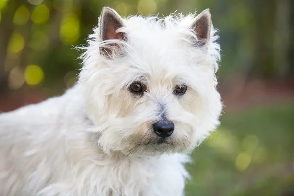 Cairn Terrier posando ao ar livre — Fotografia de Stock