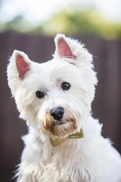 Westie posando al aire libre con una pajarita — Foto de Stock