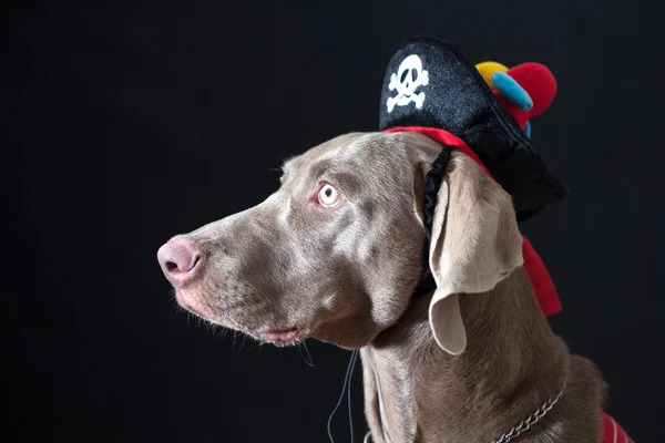 Kutyaféle kalóz kalapban — Stock Fotó