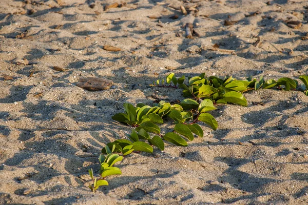 Plant on the sand at National Natural Park Tayrona in Colombia Stock Picture