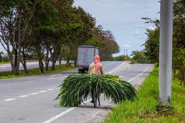 Kolombiya 'nın Valle del Cauca bölgesindeki El Cerrito yolunda bisikletiyle yeşil yem taşıyan bir adam.