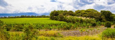 Kolombiya 'nın Valle del Cauca bölgesindeki güzel ürünlerin panoramik manzarası