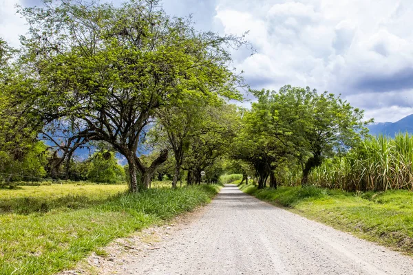 Tree canopy over an unpaved rural road at El Cerrito in the Valle del Cauca region in Colombia