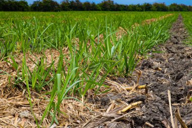 Kolombiya 'nın Valle del Cauca bölgesinde şeker kamışı tarlası
