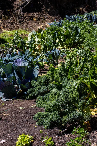 Des Légumes Ont Été Cultivés Dans Verger Biologique — Photo