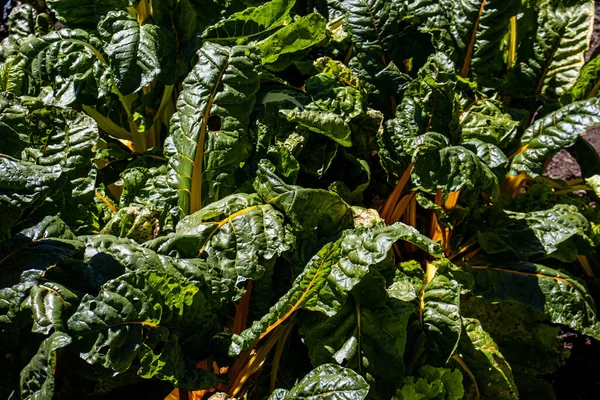 Hortalizas Cultivadas Huerto Orgánico — Foto de Stock