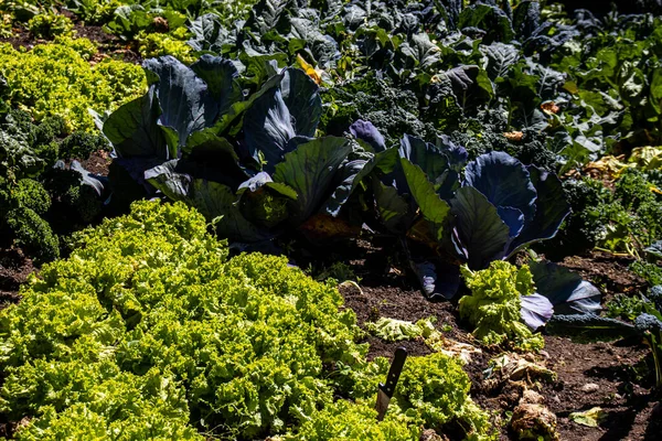 Des Légumes Ont Été Cultivés Dans Verger Biologique — Photo