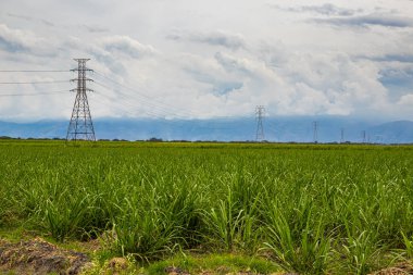 Kolombiya 'nın Valle del Cauca bölgesinde elektrik ağı ve şeker kamışı sahası