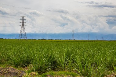 Electrical network and sugar cane field at Valle del Cauca region in Colombia clipart