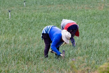 Peasant women working on a green onion field at the Boyaca Department in Colombia clipart