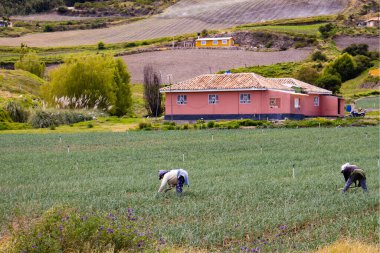 BOYACA, COLOMBİA - Şubat 2021. Kolombiya Boyaca Bölümü 'nde yeşil soğan tarlasında çalışan köylüler.