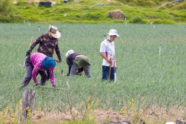 BOYACA, COLOMBİA - Şubat 2021. Kolombiya Boyaca Bölümü 'nde yeşil soğan tarlasında çalışan köylüler.