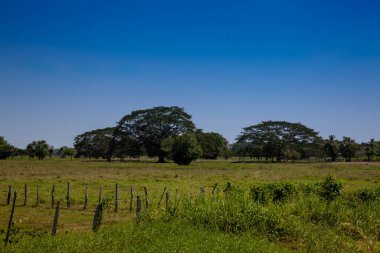 Kolombiya Karayipleri 'ndeki Cordoba Bölümü' nün güzel ovaları.