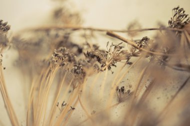 Eski, harap, Kuru, vintage çimen.