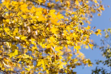Duvar kağıdı, arka plan, sarı sonbahar yaprakları ağacın ve çim
