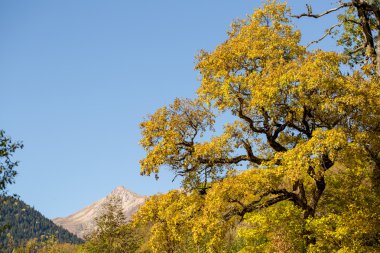 sonbaharın sarı yaprakları ile dağlarda eski akçaağaç