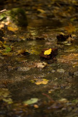 Duvar kağıdı, arka plan, sarı sonbahar yaprakları ağacın ve çim