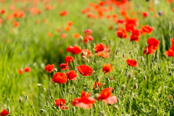Muchas amapolas rojas - flores del prado — Foto de Stock