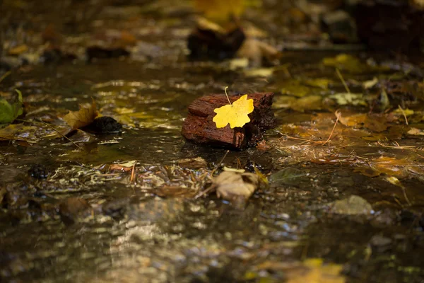 Papel de parede, fundo, folhas de outono amarelas na árvore e na grama — Fotografia de Stock