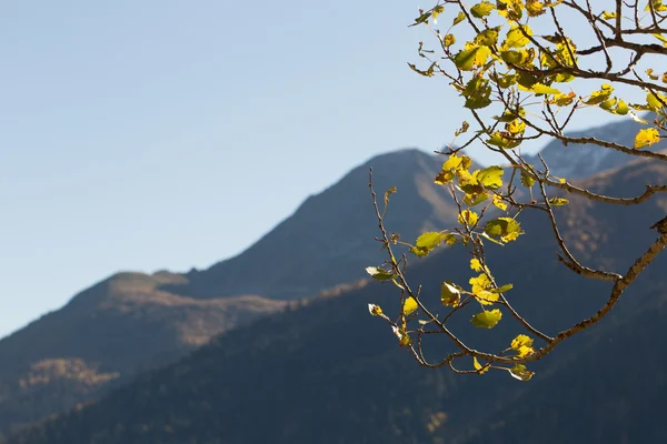 Duvar kağıdı, arka plan, sarı sonbahar yaprakları ağacın ve çim — Stok fotoğraf