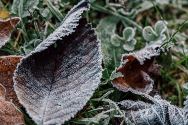 Sonbahar yaprakları kapsamındaki Frost ile duvar kağıdı