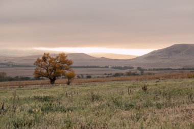 bir alandaki gündoğumu, yalnız ağaç