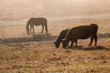 Siste sabahın erken saatlerinde inek ve atlar çayıra
