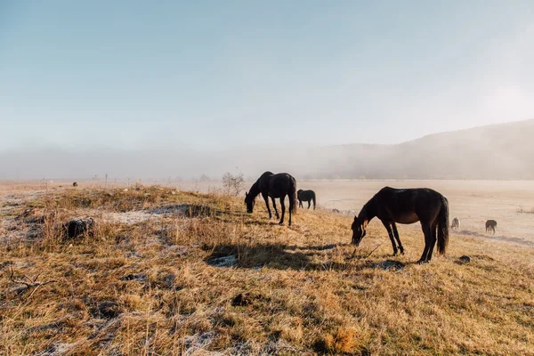 Vacas de pastagem e cavalos no início da manhã no nevoeiro — Fotografia de Stock