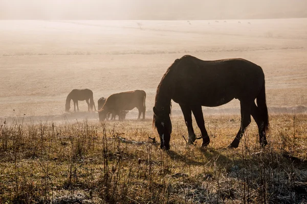 Siste sabahın erken saatlerinde inek ve atlar çayıra
