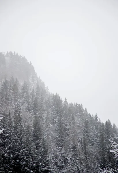 Snow covered trees and Christmas trees during snowfall in the mountains, the Western Caucasus