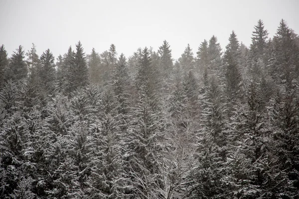 Kar kaplı ağaçlar ve Noel ağaçları kar yağışı dağlarda, Batı Kafkasya sırasında — Stok fotoğraf