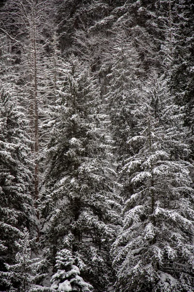 Kar kaplı ağaçlar ve Noel ağaçları kar yağışı dağlarda, Batı Kafkasya sırasında — Stok fotoğraf