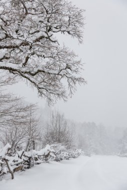 Kar kaplı ağaçlar ve Noel ağaçları kar yağışı dağlarda, Batı Kafkasya sırasında