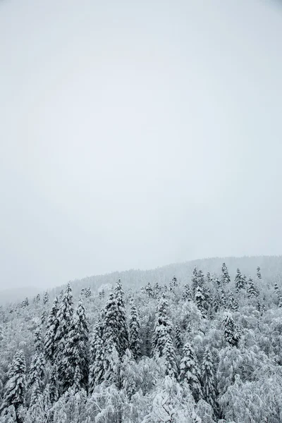 西コーカサス山脈、山の降雪中の雪の覆われた木とクリスマス ツリー — ストック写真