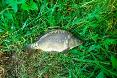 İçinde belgili tanımlık kafes taze sazan