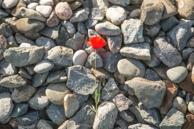 Cobblestones kırmızı çiçek