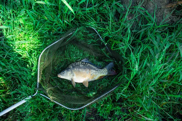 Carpa fresca nella gabbia — Foto Stock