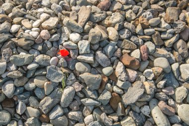 Cobblestones kırmızı çiçek