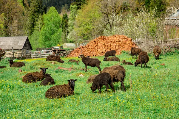 Зграя овець, що відпочивають на газоні — стокове фото