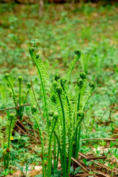 Young spring stems fern — Stock Photo, Image