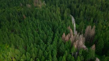 Yaz kırsalındaki Rüzgarlı Orman Yolu 'nun Hava Görüntüsü.