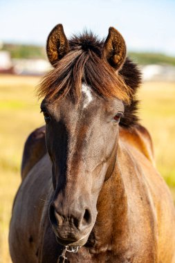 Güzel kırmızı at, uzun yeleli portresi hareket halinde. Yüksek kalite fotoğraf