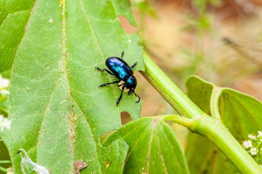 Chrysolina Coerulans, canlı parıltısıyla bilinen metalik mavi bir yaprak böceği. Nane bitkilerinde bulunur, yapraklarla beslenir ve çarpıcı görünüşüyle takdir edilir. Yüksek kalite fotoğraf
