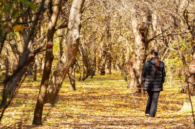 Sihirli sisli bir ormanda sakin bir yürüyüş. Altın güneş ışınları ağaç gövdelerinin siluetlerinden düşüyor. Yüksek kalite fotoğraf