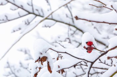 Karların altında böğürtlen, karla kaplı kırmızı böğürtlen dalları, karların altında kırmızı böğürtlen, karların altında çalılar, kış havası, böğürtlenlerin makro fotoğrafı, kış manzarası, güzel kış fotoğrafı.