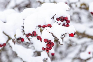 Kutsanmış yapraklar ve karla kaplanmış parlak kırmızı böğürtlenler, neşeli bir kış manzarası yaratıyor. Yüksek kalite fotoğraf
