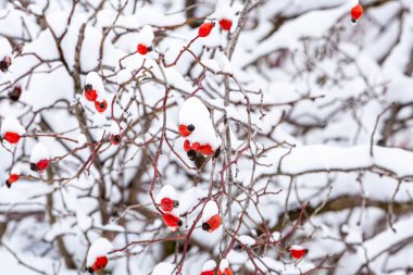 Küçük kırmızı böğürtlenlerle süslenmiş çıplak ağaç dallarına yakın plan, bulanık, karlı arka plan ve hafif kar yağışı. Yüksek kalite fotoğraf