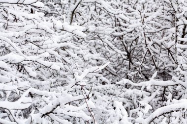 Yoğun kış ormanı. Karla kaplı kar dolu dallarla kaplı zemin buzlu atmosferde çıplak ağaçlarla kaplı. Yüksek kalite fotoğraf