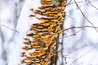 Kış ormanında devrilmiş bir ağaçtaki mantarlar. Yüksek kalite fotoğraf