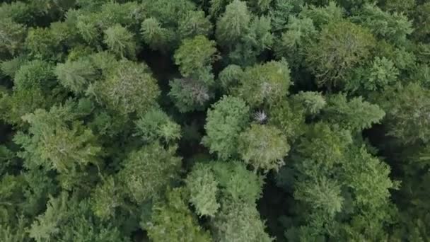 Luchtfoto drone video van prachtige Sinevir meer, natuurlijk resort in Oekraïne. Vliegende drone camera schieten beelden van blauw water en groen bos van boven. Kust met bomen in het bos in de buurt van het meer uitzicht op — Stockvideo